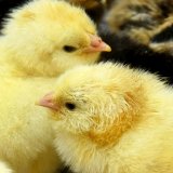 La solution trouvée permet d'éviter de tuer les poussins mâles, un sujet sensible du point de vue éthique (image d'illustration) KEYSTONE/DPA-Zentralbild/WALTRAUD GRUBITZSCH